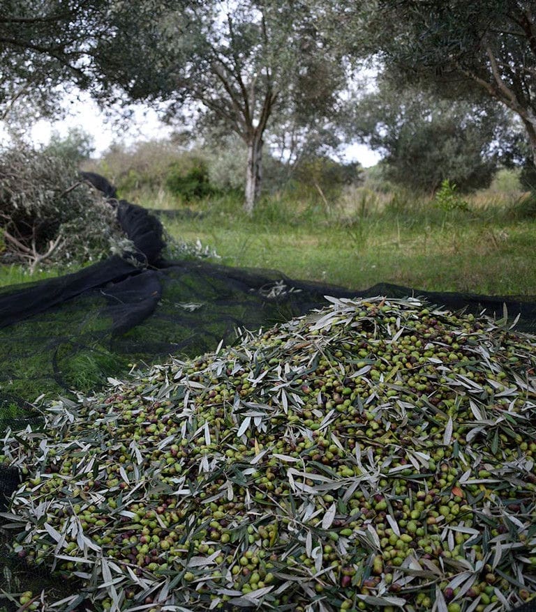 trees and green olives on the ground at Bioporos