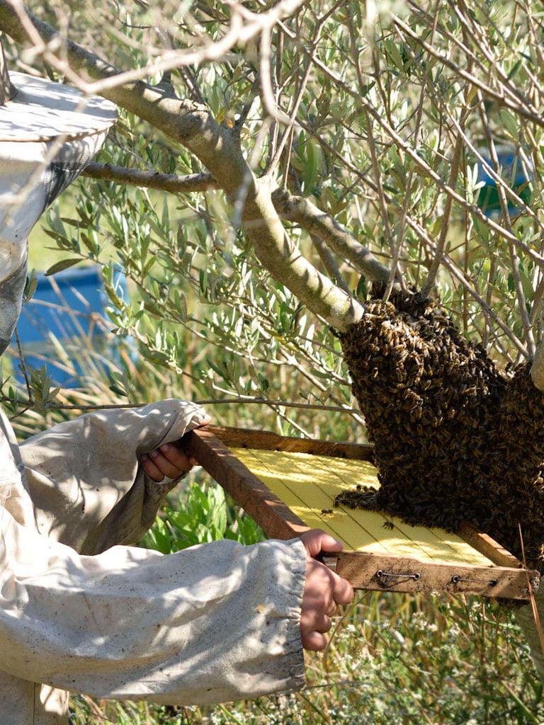 hand-hold the hives with bees at Bioporos