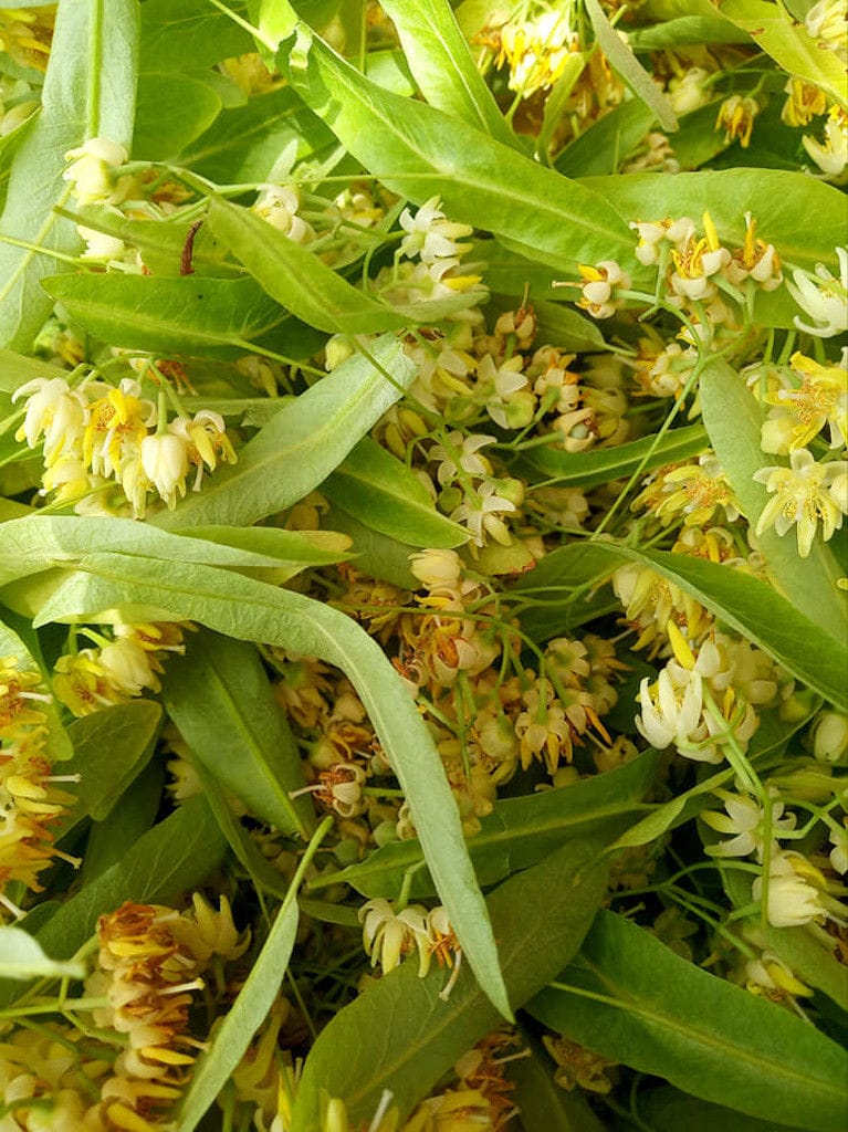 linden flowers at Bioporos