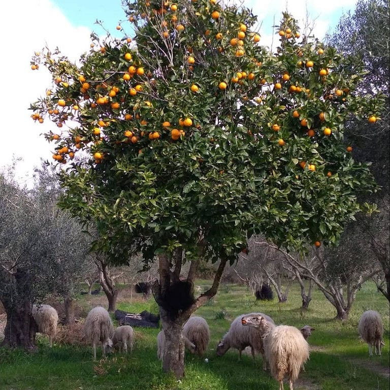 sheeps eat the grass under the orange tree at Bioporos