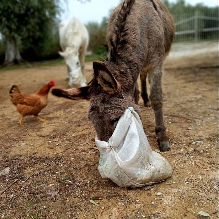 donkey and horse eat from bags and chicken running at Bioporos