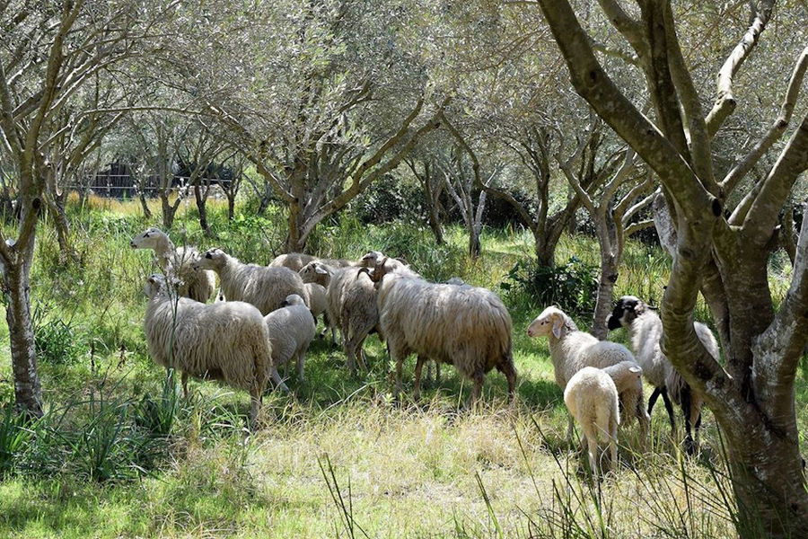 sheeps in nature with trees at Bioporos