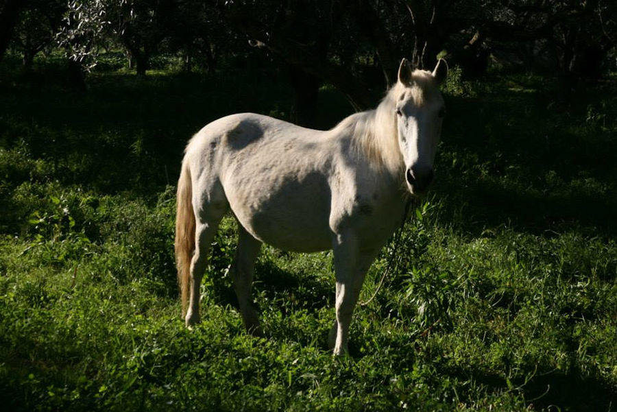 white horse in nature in the grass at Bioporos