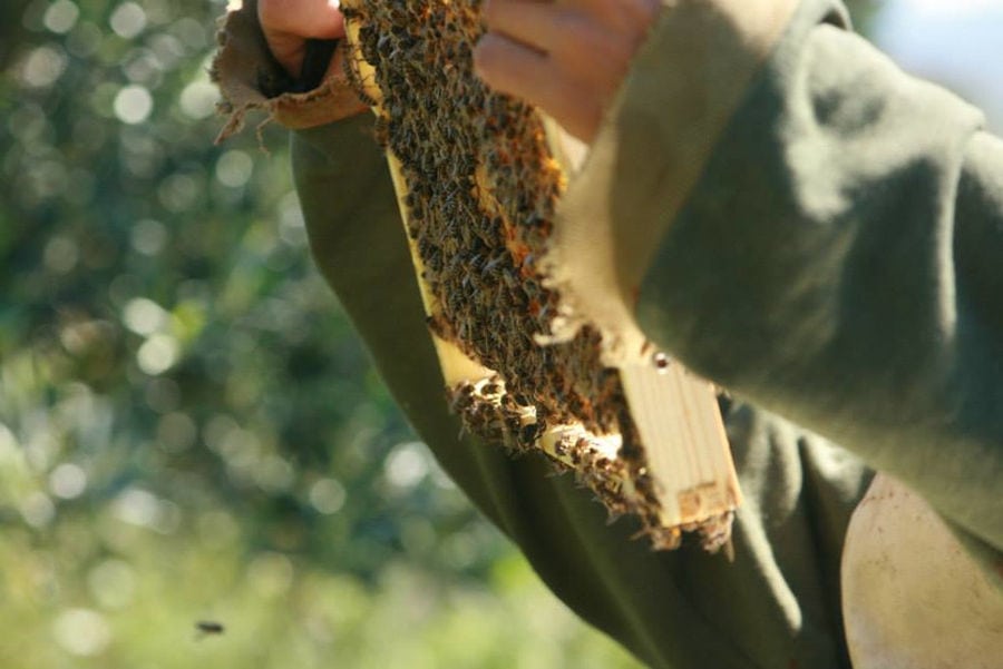 hand-hold the hives with bees at Bioporos