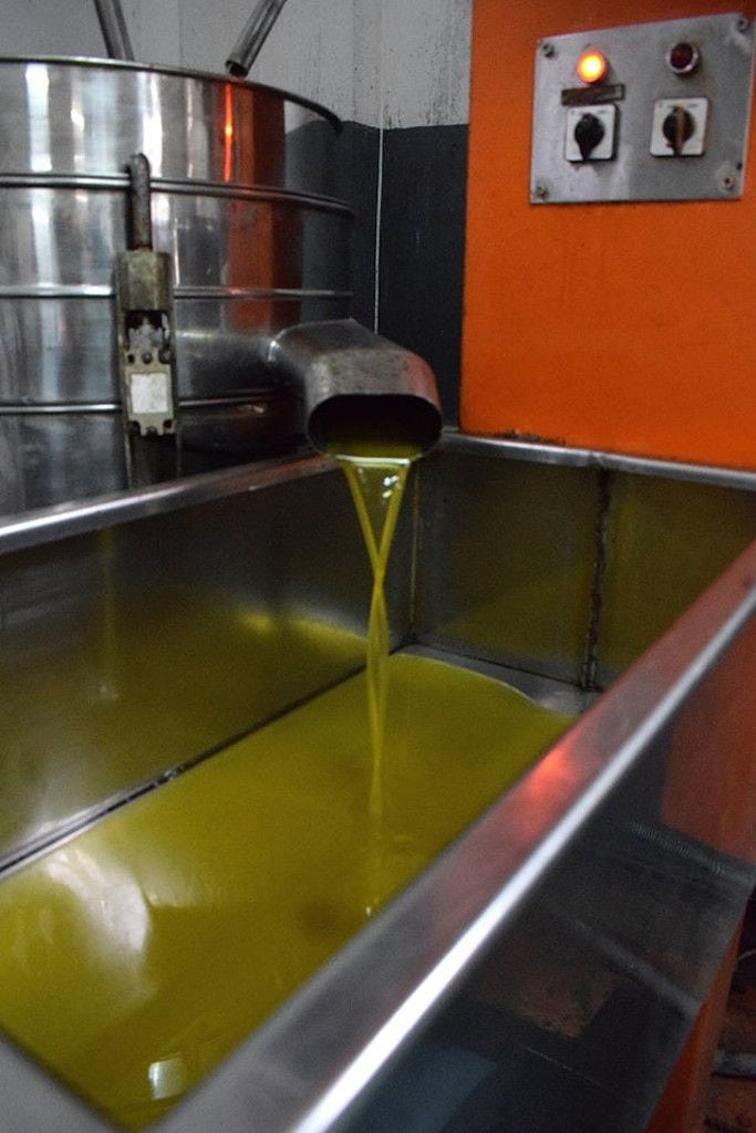 olive oil flows in metallic bin at Bioporos