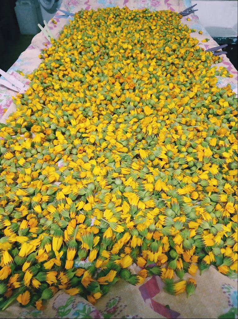 dry flowers at Bioporos