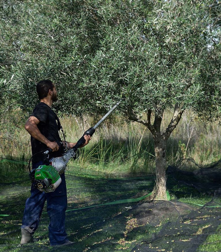 man cutting trees by machine at Bioporos