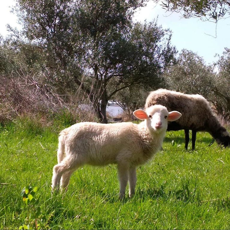 white lamb and sheet in nature at Bioporos