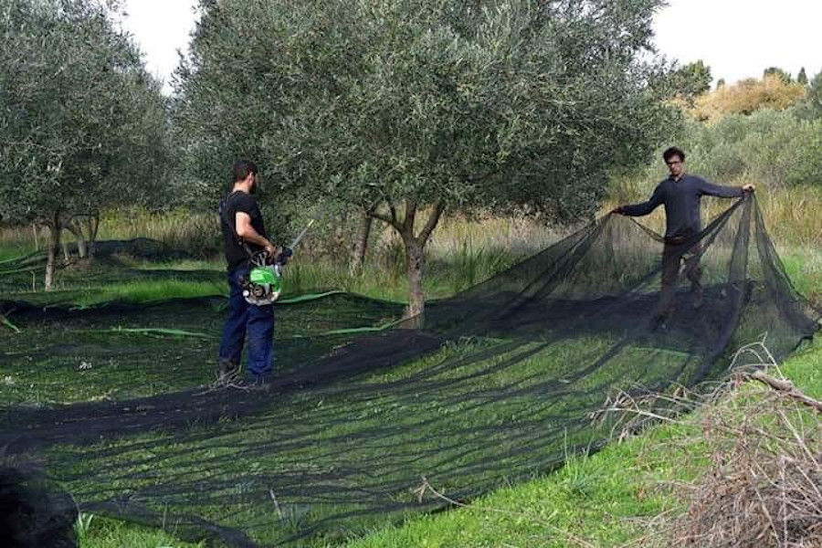 man cutting trees by machine and man taking raffia from the ground at Bioporos