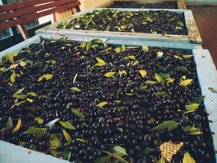 black olives in wood crates at Bioporos