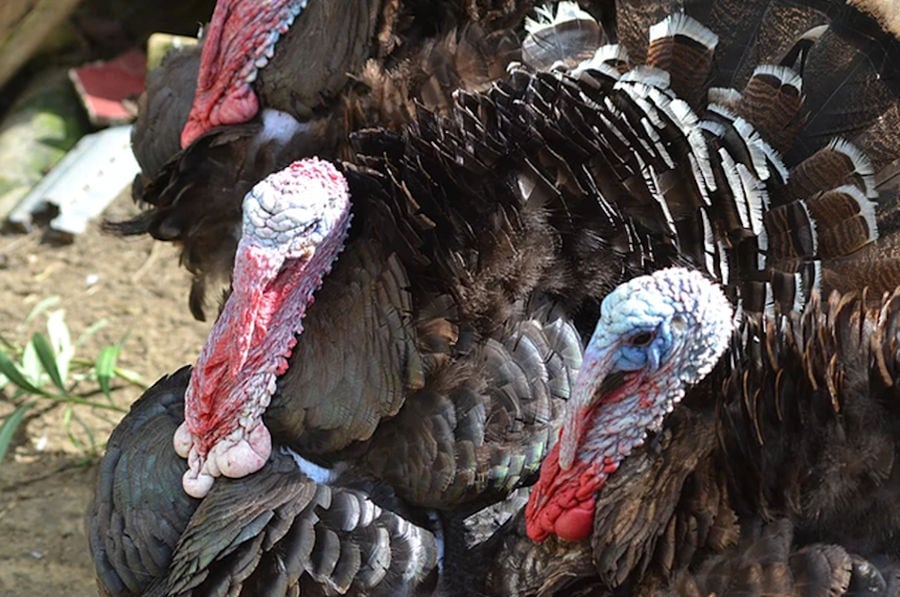 turkeys at Bioporos