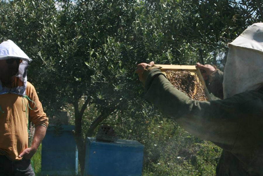 men with equipment mask watching the hands that hold the hives with bees at Bioporos