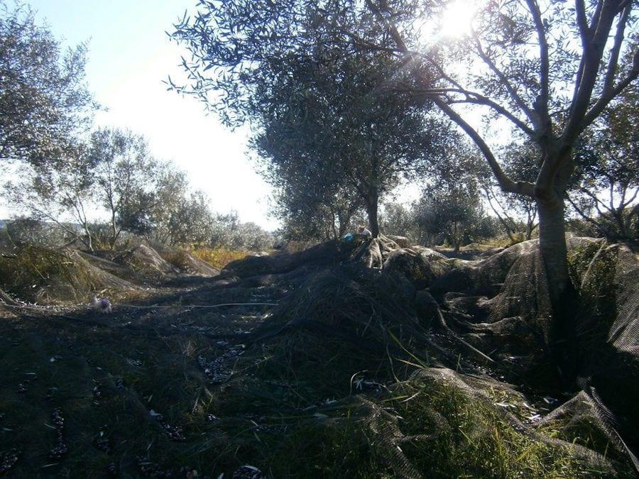 trees in nature at Bioporos