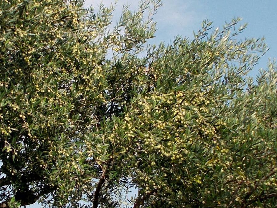 branches with green olives at Bläuel Greek Organic Products