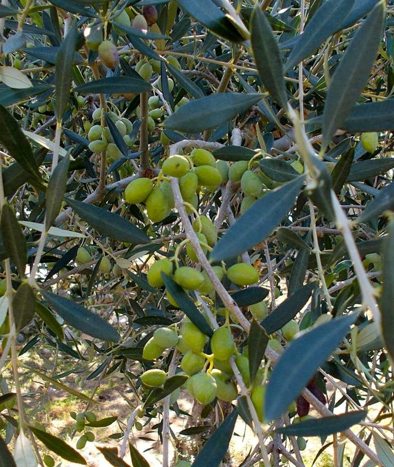 branches with green olives at Bläuel Greek Organic Products