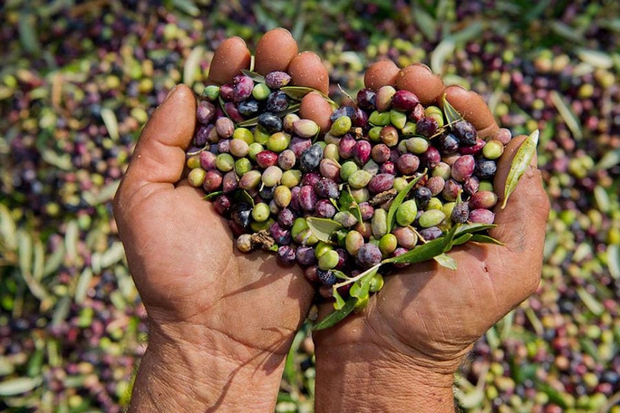 hands hold black and green olives at Bläuel Greek Organic Products