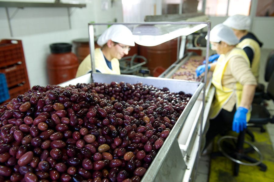 women dressed with working forms select black olives at Bläuel Greek Organic Products premises