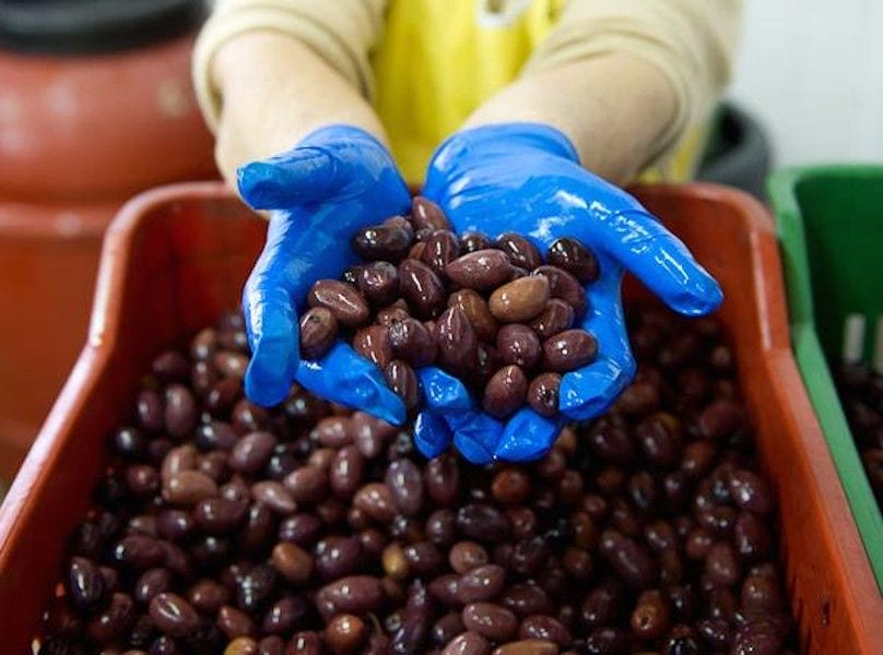 hands covered by blue gloves hold black olives at Bläuel Greek Organic Products