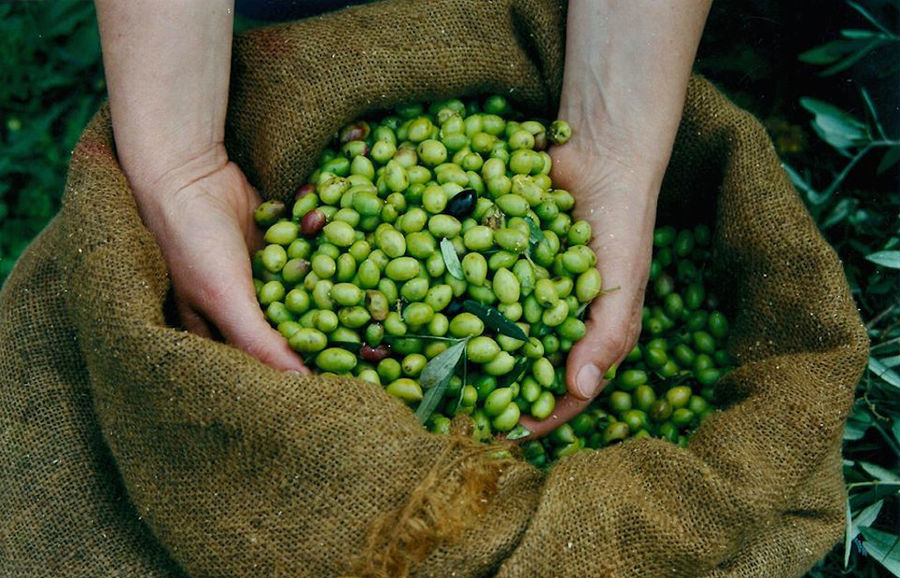 hands hold green olives from jute bag at Bläuel Greek Organic Products