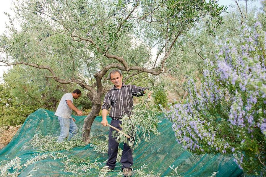 men hold brunches in nature at Bläuel Greek Organic Products