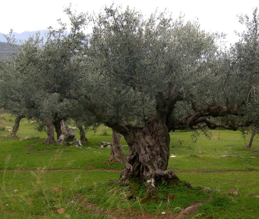 olive trees at Bläuel Greek Organic Products