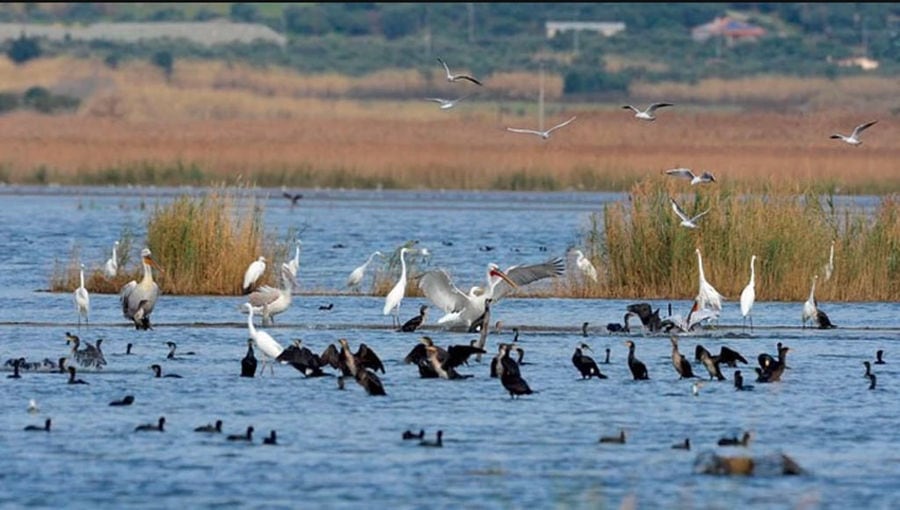 a group of birds flying and sitting on the lake from tour Bottarga Stefos