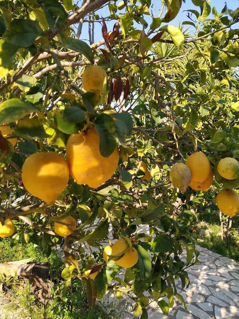 close-up of branches with ripe lemons in nature at Evonymon garden