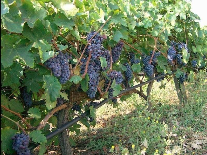 close-up of bunches of black grapes at Tzivani Bio Wines