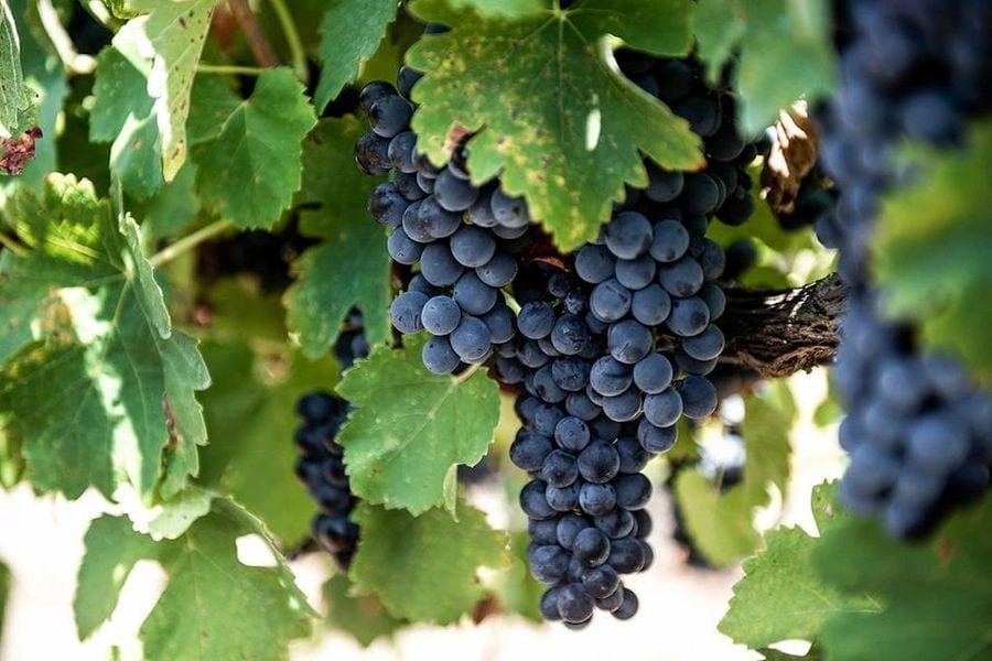bunches of black grapes on the brunch at Dourakis Winery vineyards