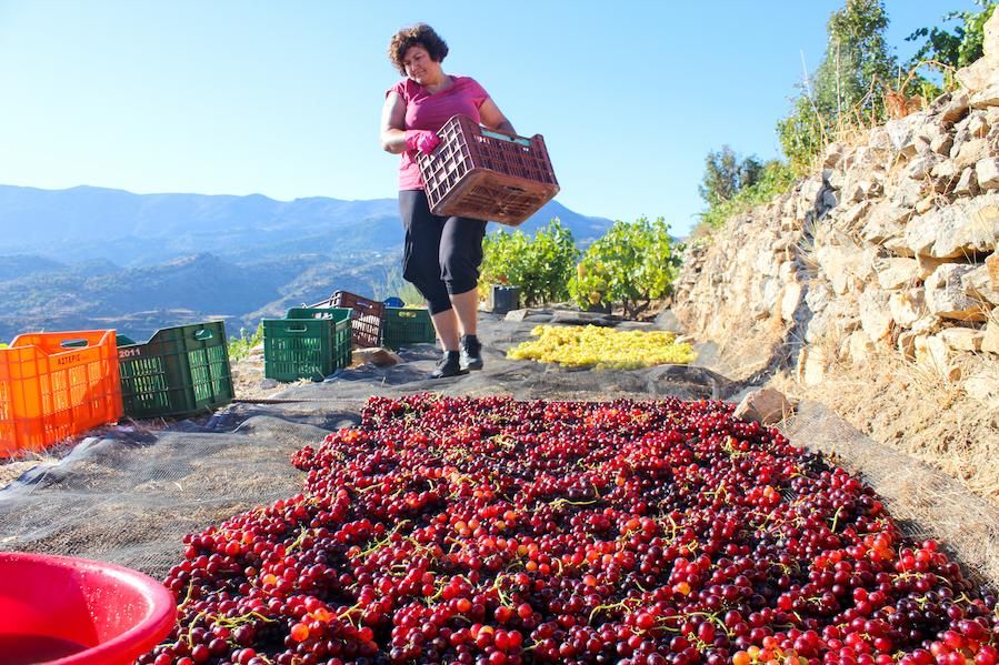 close-up of bunches of grapes lying on the raffia on the ground for drying and a woman holding a crate outside at Afianes wines