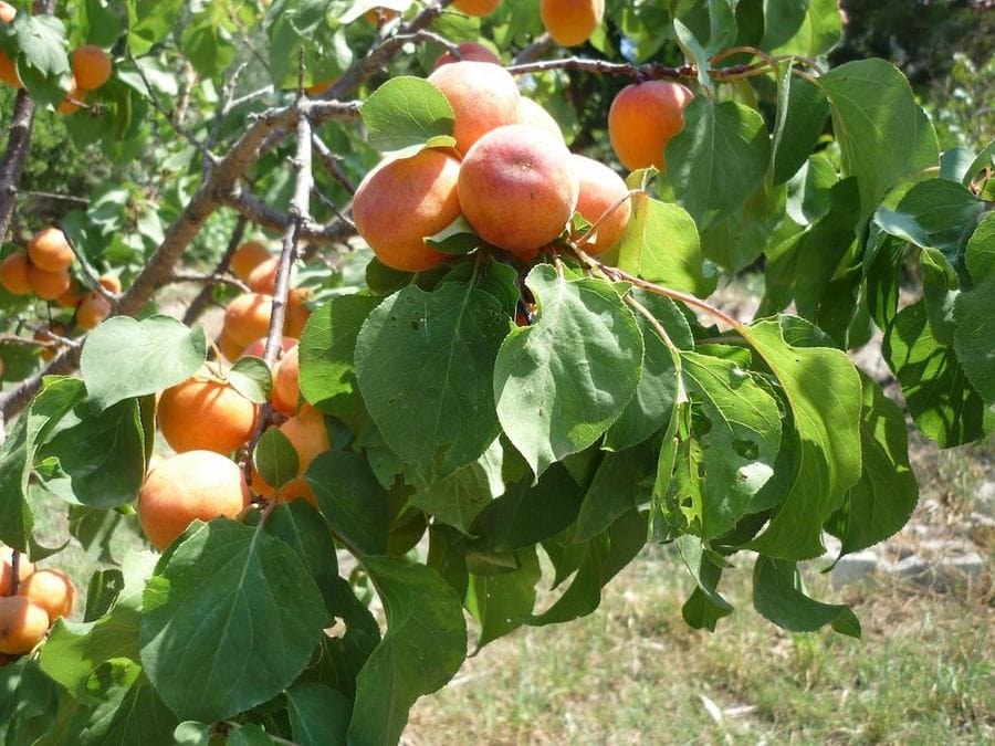 close-up of bunches of ripe apricots with leaves at Evonymon garden