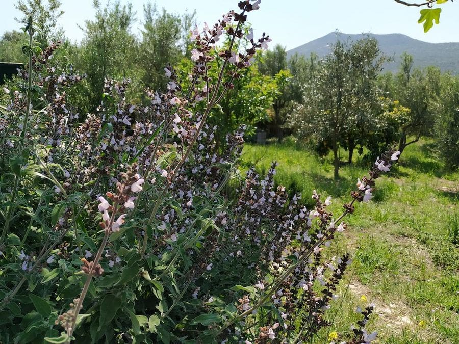 close-up of bushes of aromatic herbs with people flowers in the background of trees in Evonymon garden