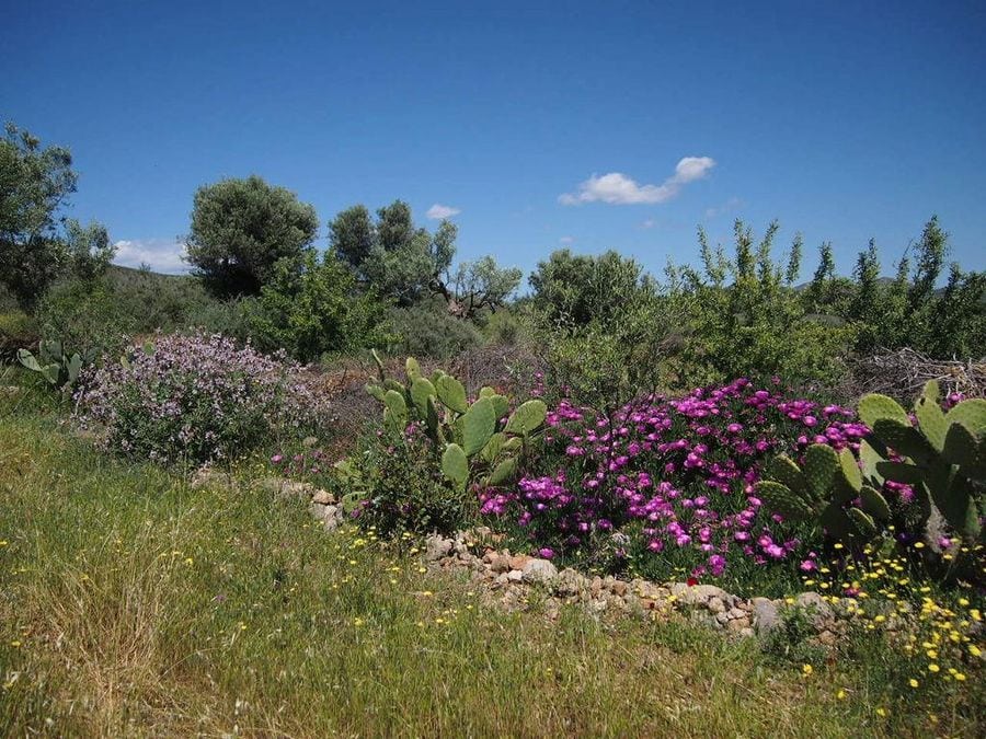 cactus plants and bushes of plants with purple and yellow flowers surrounded by high green grass and trees at Korogonas Ark