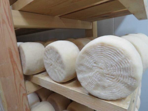 Close-up of round Greek ‘Manoura’ soft cheeses on wooden shelve|