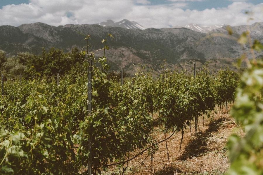 close-up of Dourakis vineyards with the mountains and the sky in the background