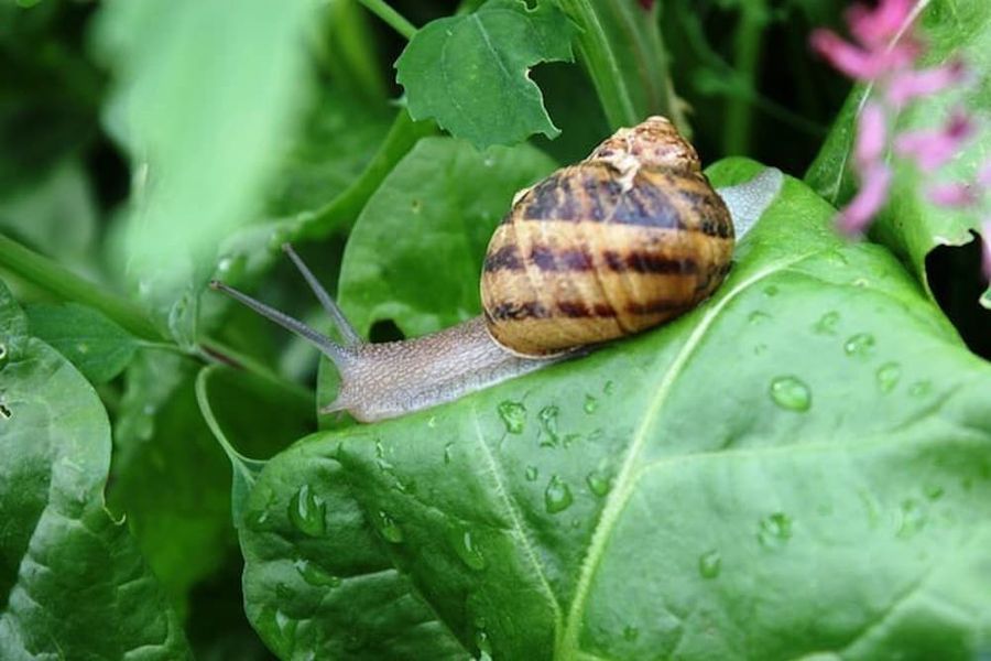 close-up of a land snail on leaves of the green plant at Feréikos farm