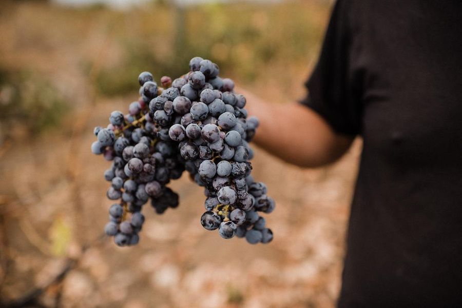 close-up of a man holding a bunch of black grapes and showing on the camera at Dourakis Winery vineyards