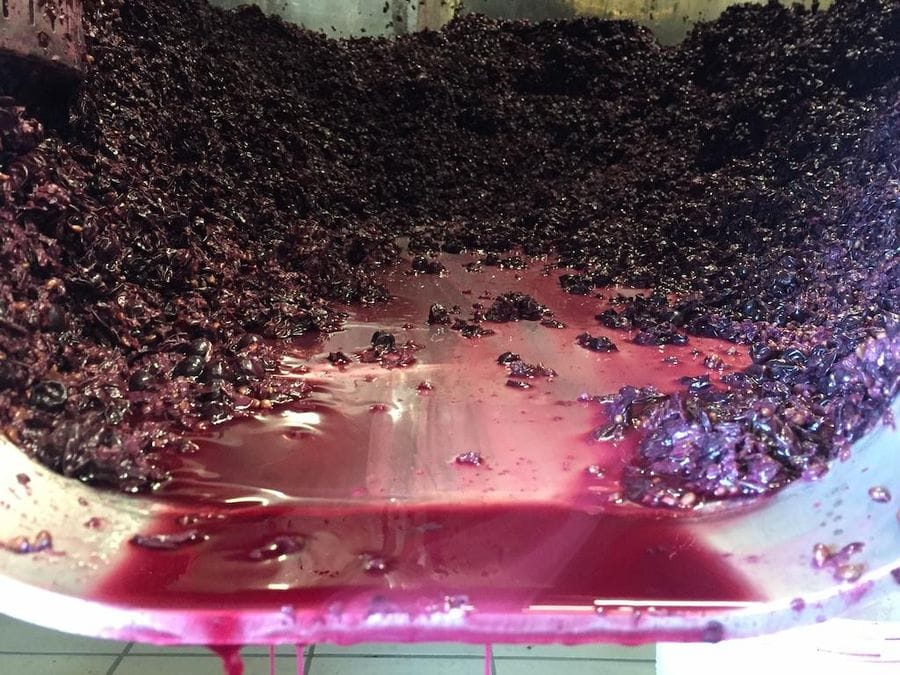 close-up of black grapes and must at Jima winery facilities