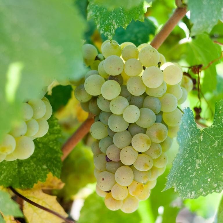 close-up of bunches of white grapes at Ktima Kokotou vineyards