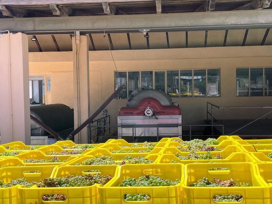close-up of crates of grapes at Papagiannis Winery premises in the background