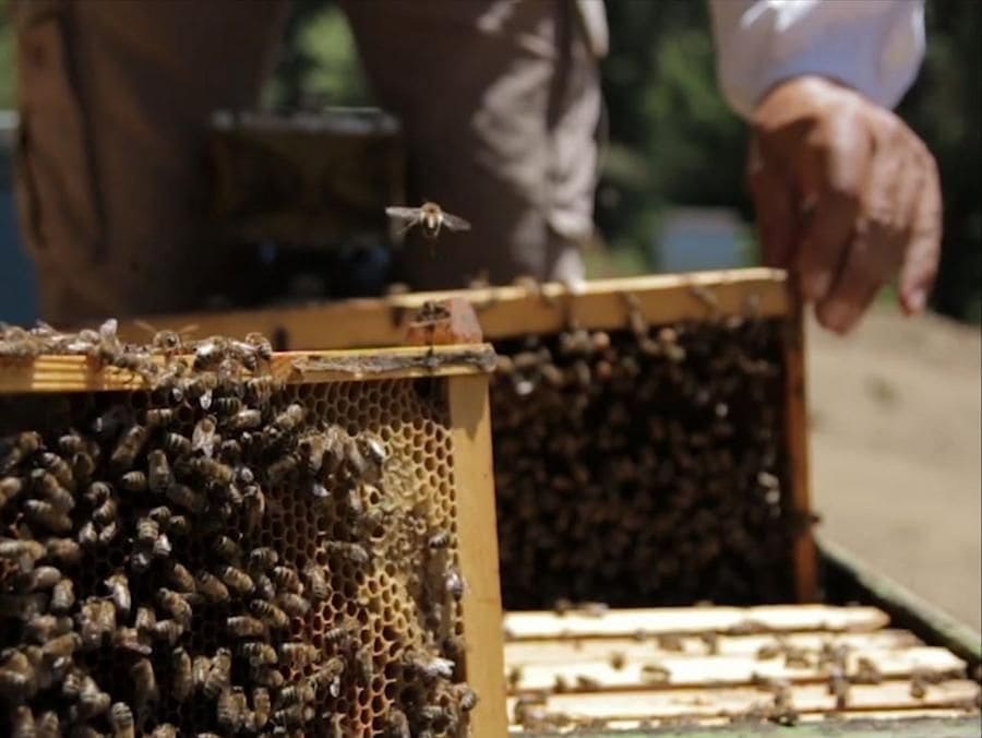 close-up of a beekeeper holding hives with bees and showing at the camera at Axion Esti