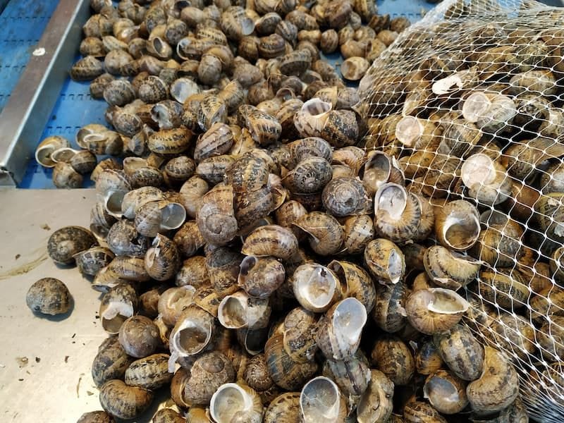 close-up of land snails at Feréikos plant