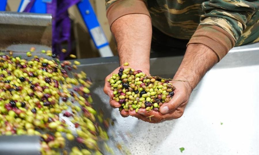 part of olive oil press machine where fresh olives washing and a man showing olives at the camera at Yennima Yis