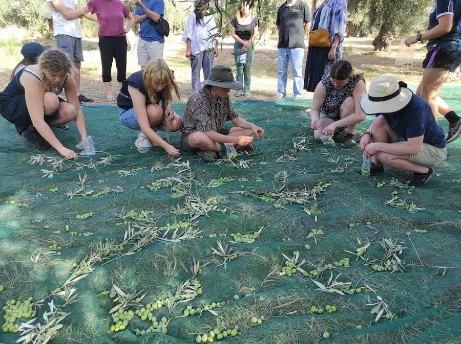 close-up of olive harvest at with green at Socrates Olive Oil olive grove with raffia laying on the ground and tourists pick olives