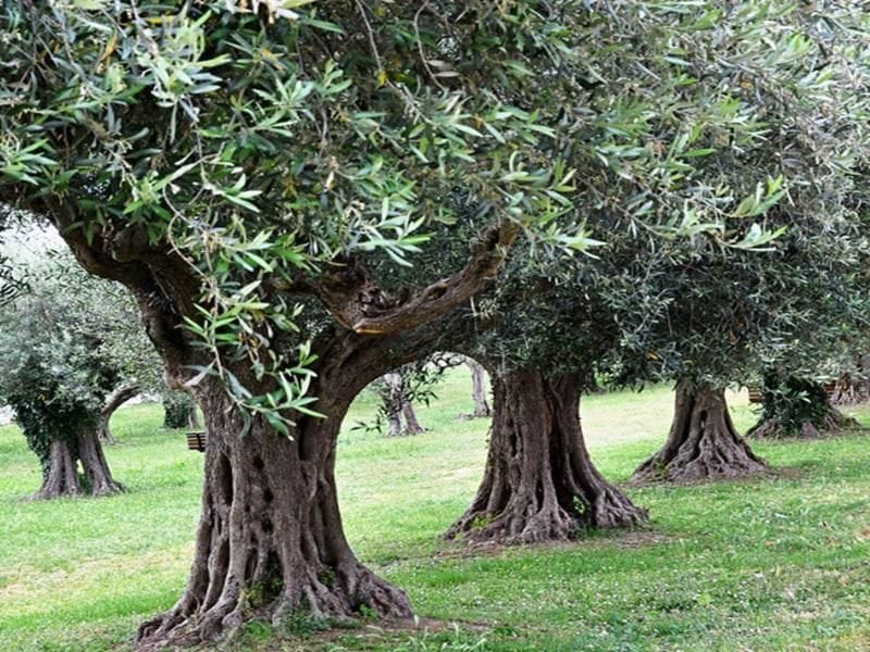 close-up of rows of olive trees at Socrates Olive Oil