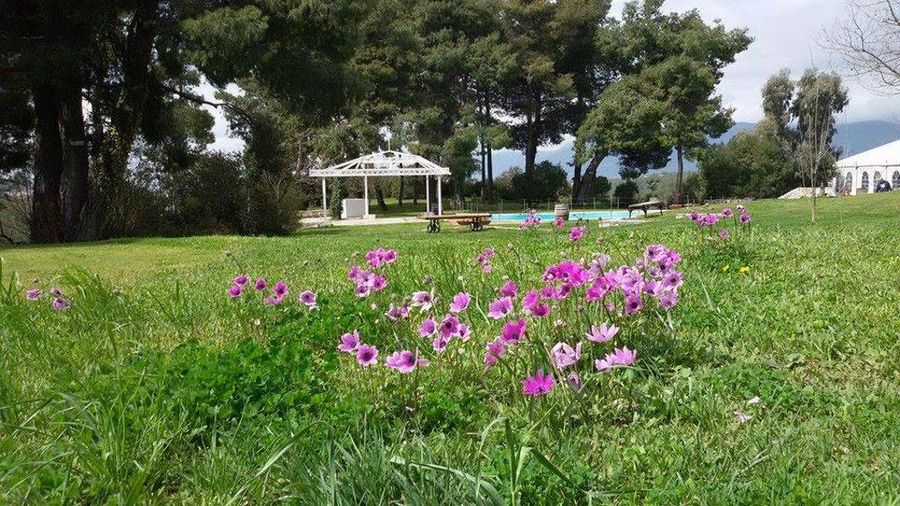 close-up of tall grass and pink flowers on the ground and high trees in the background at Ktima Kokotou