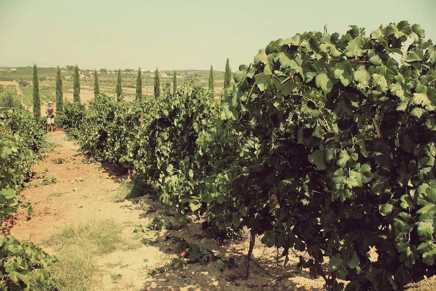 close-up of rows of vines at Domaine Papagiannakos vineyards in the background of trees