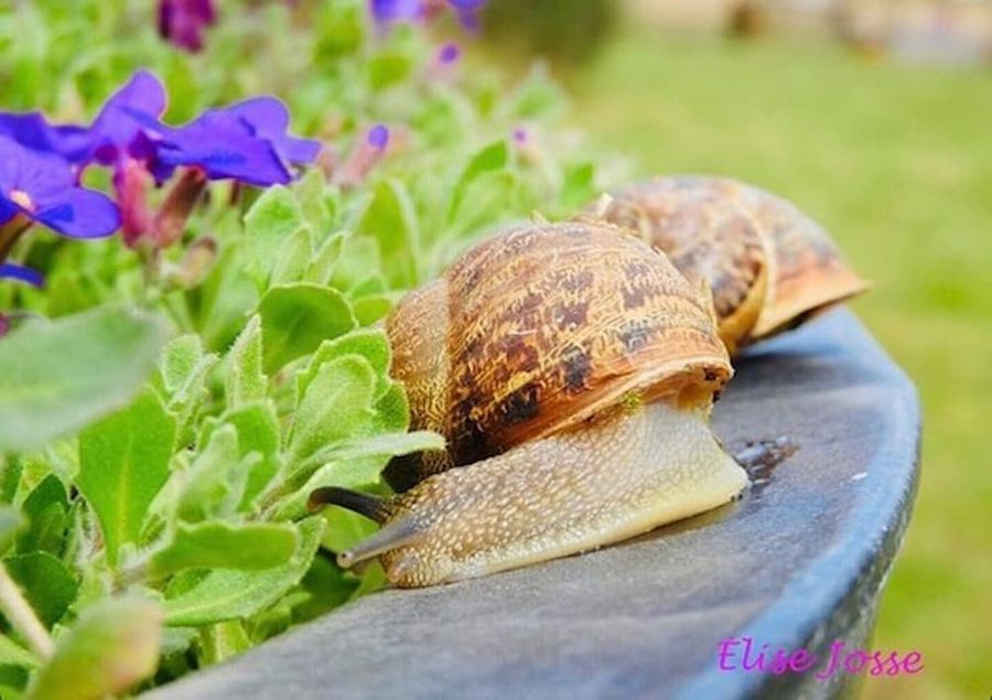 close up of two land snails side by side on wood surface and in the grass at Feréikos farm