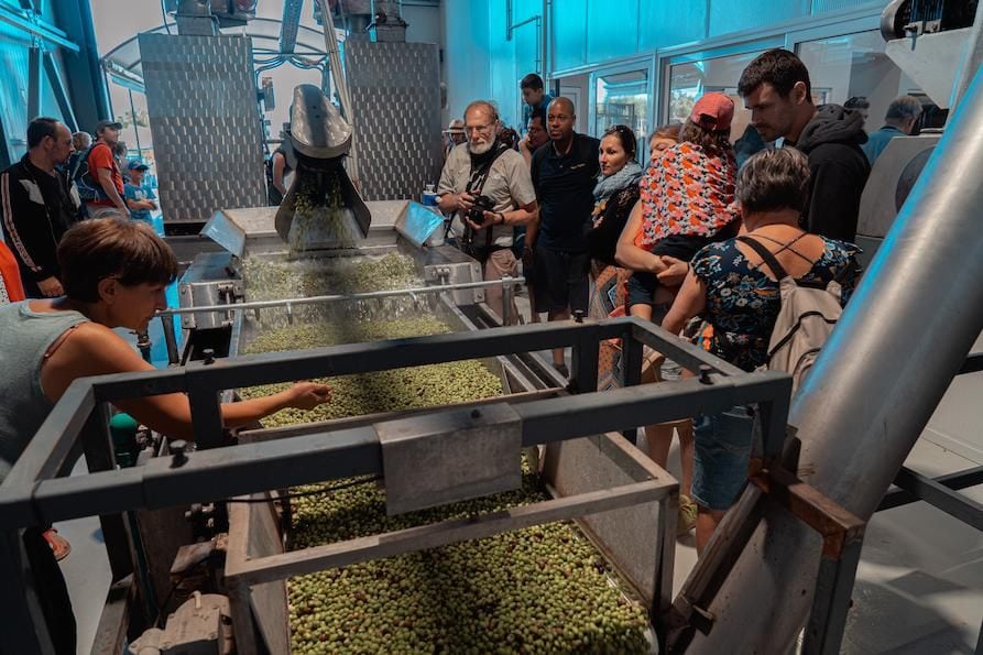 Group of visitors seeing the conveyor belt with olives working at Politakis Olive Oil Mill premises