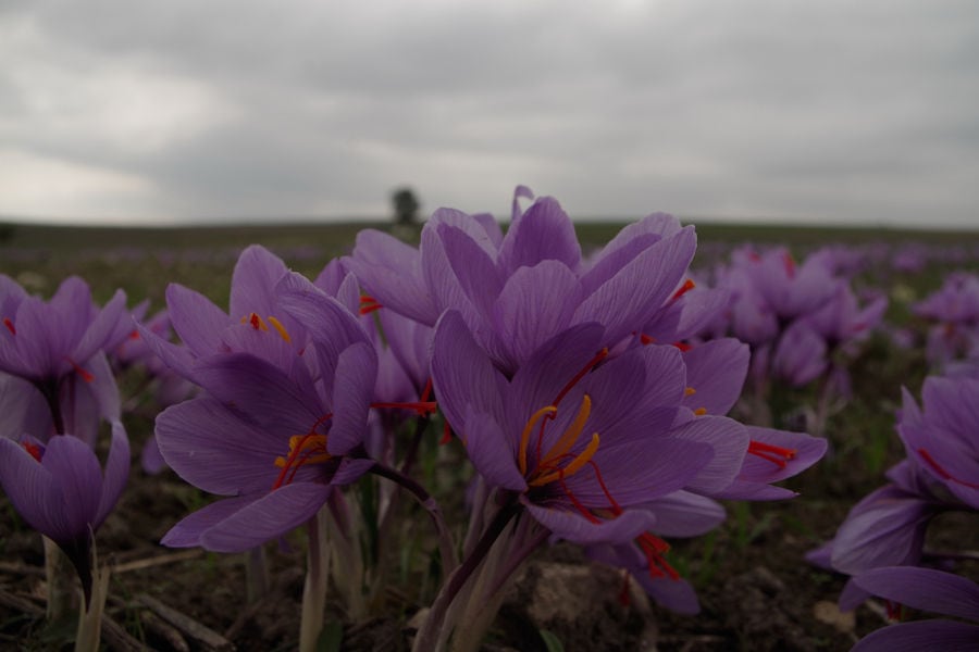 flowers saffron on the ground and in the background on a sunny day at Cooperative de Safran